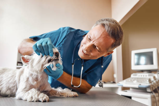 Best Dental Abscess Treatment in Williston, FL